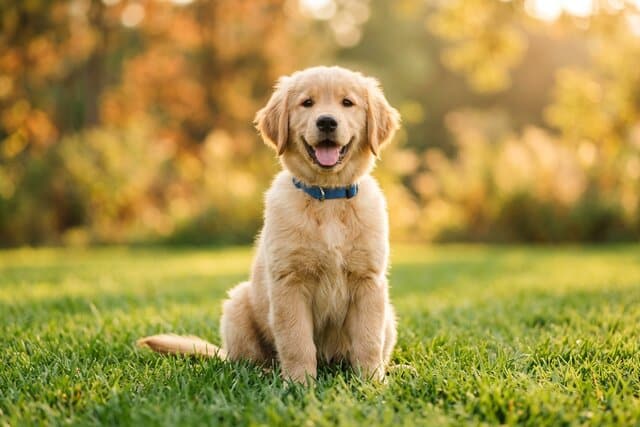 Happy golden retriever puppy sitting on grass in golden hour sunlight