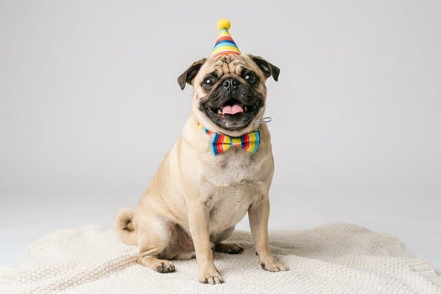 Funny pug dog wearing a tiny hat with a goofy expression