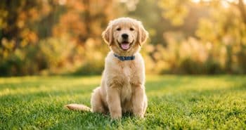 PetWireDaily — 150+ Dog Names That Start With S (2026): Cute, Tough, Funny & More
