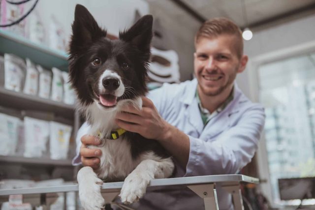 A veterinarian holds a black and white border collie on an exam table.