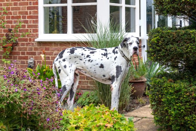 An older Great Dane with muscle wasting stands in a manicured garden.