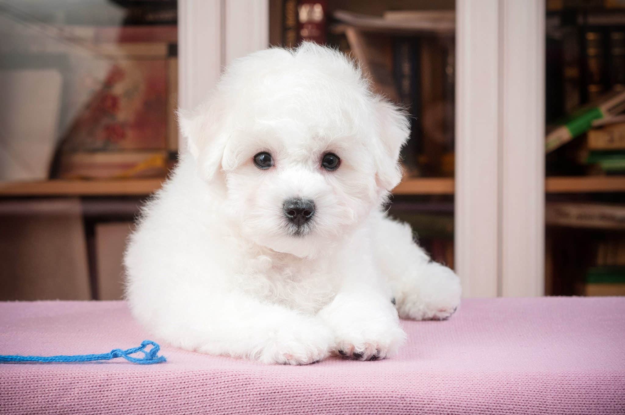 Bichon Friese puppy with sweet face and big, dark eyes 