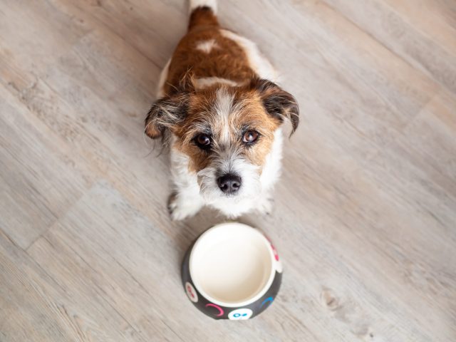 A small scruffy brown and white dog sits in front of an empty dog bowl and stares sadly into the camera.