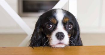 PetWireDaily — Why Won’t My Dog Eat? The Surprising Science Behind Food Refusal
