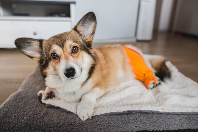 A Corgi dog has undergone TPLO surgery and wears an orange bandage.