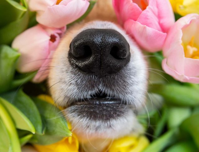 A closeup of a dog's muzzle peeking out of pink and yellow tulips