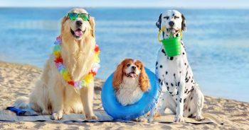 PetWireDaily — Summer Essentials for Dogs: Splash Pads, Cooling Gear, Lifejackets, and More