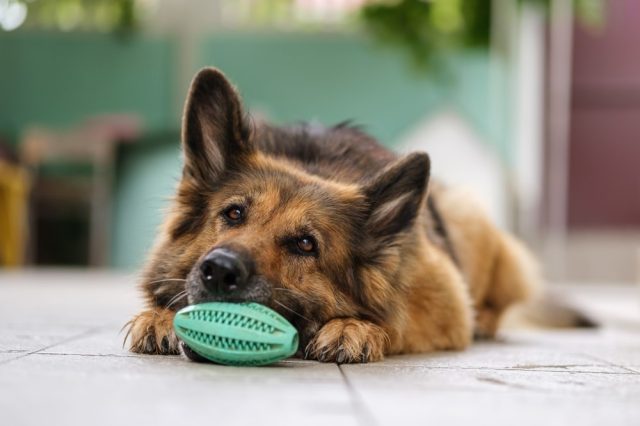 Portrait Of A German Shepherd Dog Lying Holding Her Green Toy