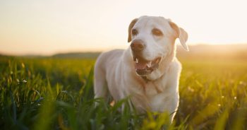 PetWireDaily — More Time With Your Dog: What the Science Says About Food and Aging