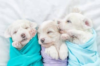 PetWireDaily — 11 Dog Breeds With The Cutest Puppies You’ll Ever See
