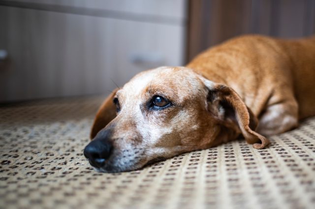 An old brown Dachshund with a white face lays on a beige carpet.