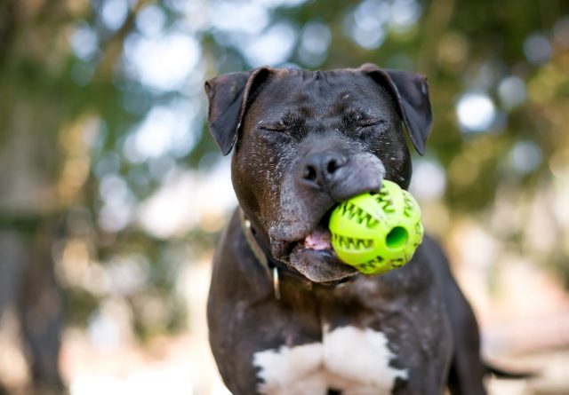 A black and white Pitbull dog with its eyes closed holds a green rubber ball.