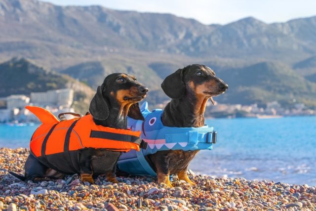 Two black and tan Dachshunds on a sandy beach wearing bright life vests
