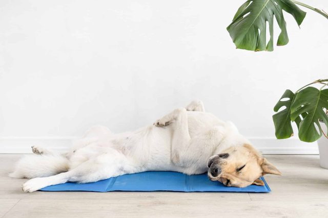 A white and tan dog lays on her back on a blue cooling mat next to a potted plant