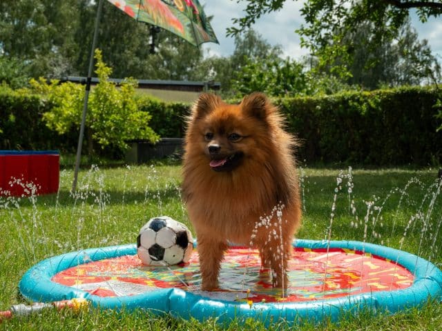 A brown Spitz Dog stands on a colorful splash pad on a green lawn.