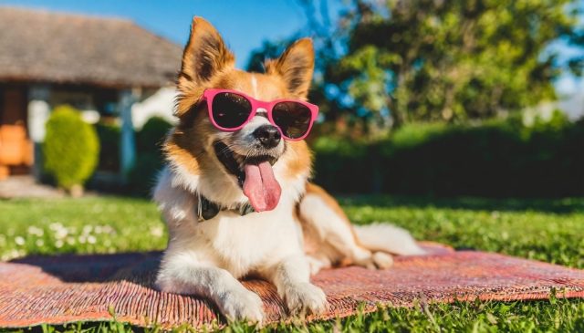 A tan and white dog with perky ears and sunglasses lays on a towel on a green lawn