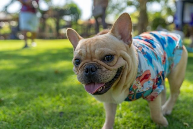 A French Bulldog in a stylish summer shirt smiles for the camera.