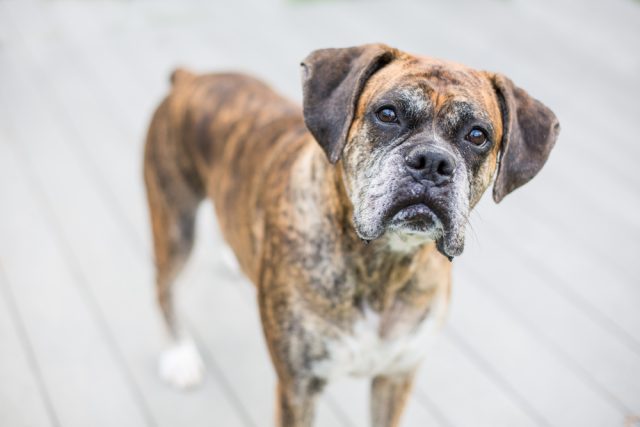 An old brindle Boxer dog with a white muzzle looks into the camera.