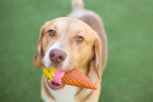 A Beagle Mix Dog Chews On An Ice cream Toy