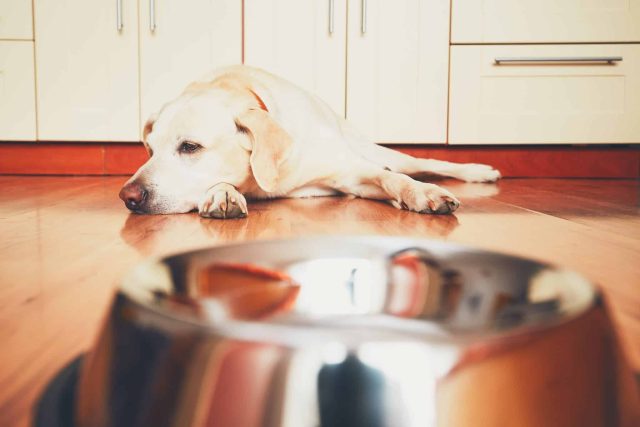 A sad yellow labrador rests its head on its paw with an empty dog bowl in the foreground.