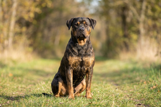 Strong Rottweiler sitting proudly in a park, representing tough and strong D dog names