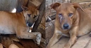 PetWireDaily — Investigation Finds Injured Dogs Used to Scam Social Media Donors