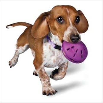 PetSafe Busy Buddy Twist 'n Treat Treat Dispenser Dog Toy
