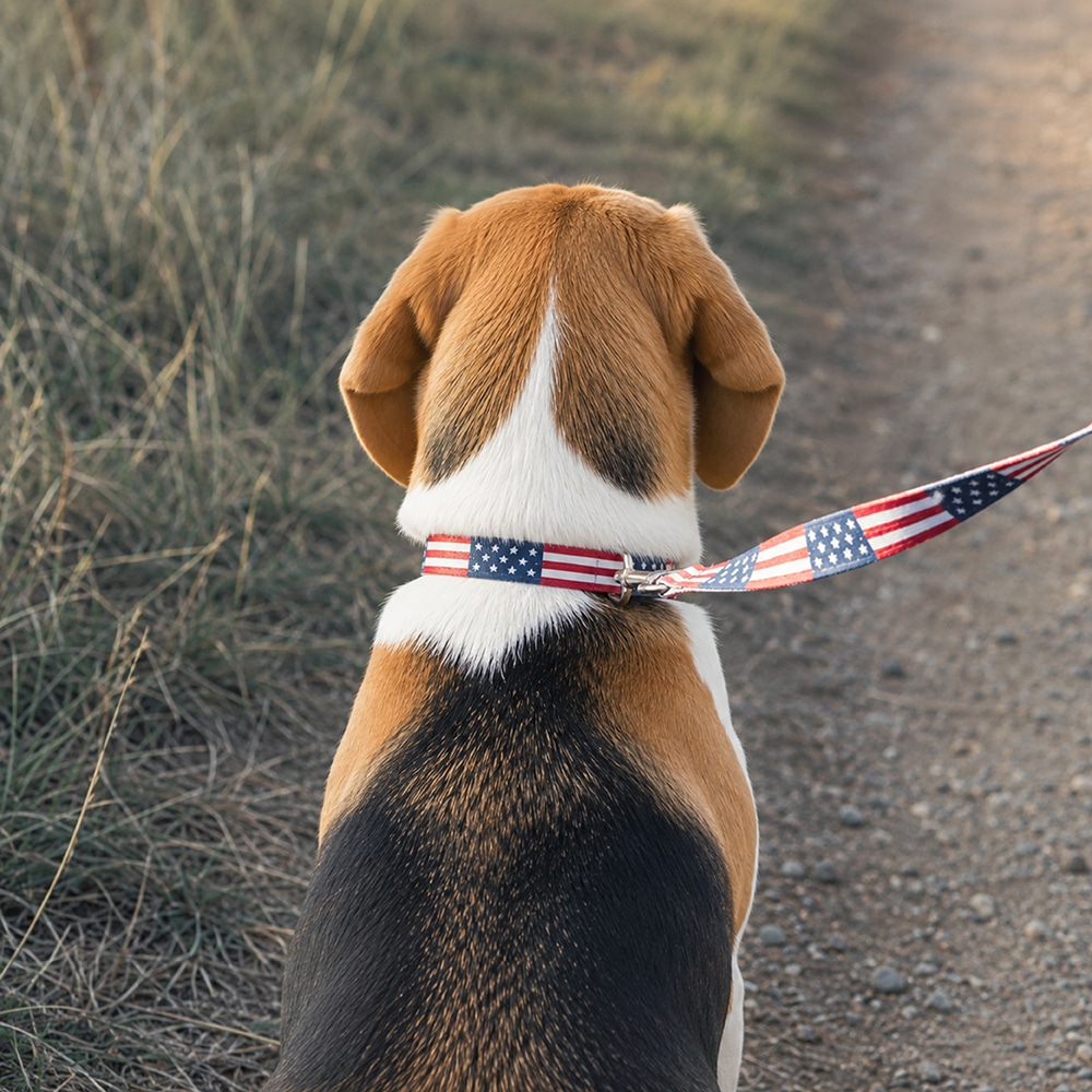 USA American Flag Dog Leash : Perfect for Patriot Pups, July 4th & 250 Years Anniversary Celebration - Image 3