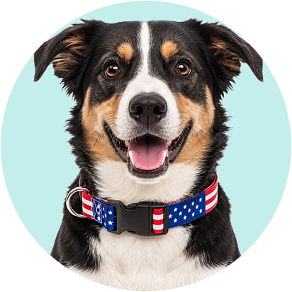 Collars & Bandanas Products