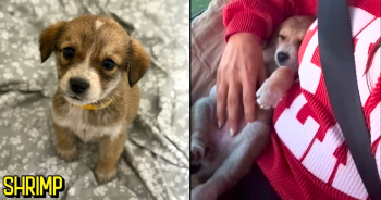 PetWireDaily — Tiny Shrimp’s Big Journey: An iHeartDogs Hero VIP Club Rescue Story