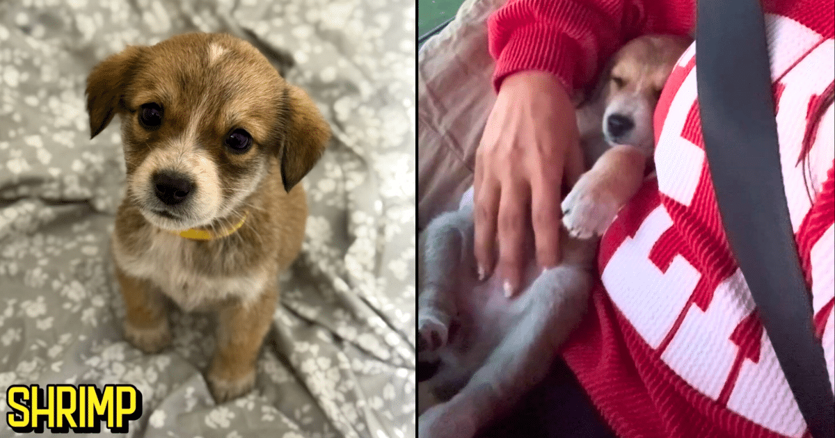Tiny Shrimp’s Big Journey: An iHeartDogs Hero VIP Club Rescue Story