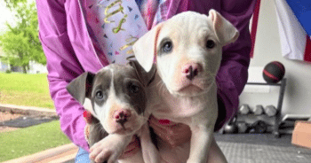 PetWireDaily — Hero VIP Club Members Helped Give Orphaned Puppies A Brighter Future This Mother’s Day