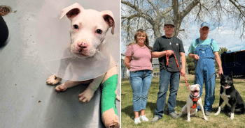 PetWireDaily — It Took A Very Big Village To Give Dozer His Happy Ending, But The Hero VIP Club Came Through