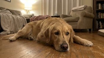 Anxious golden retriever lying on living room floor with worried expression