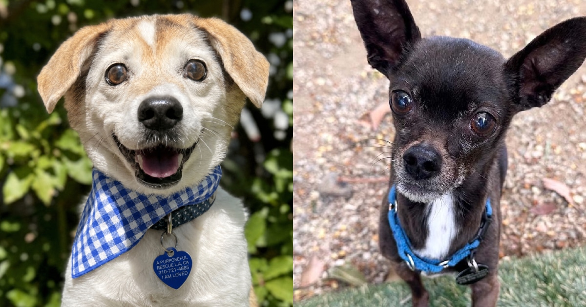 Chewy Celebrates 15th Anniversary by Helping Senior Pets Find Loving Homes