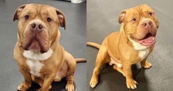 PetWireDaily — After 18 Months of Waiting, Paul the Meatball Finally Found His Forever Home