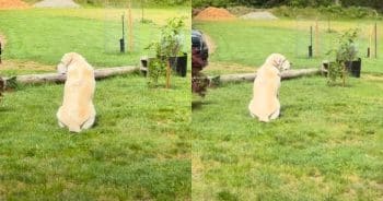 PetWireDaily — This Loyal Dog Kept Watch for His Missing Cat Until He Finally Came Home