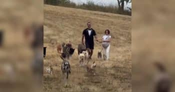 PetWireDaily — Lee Asher Marries the Love of His Life Surrounded by Rescue Dogs