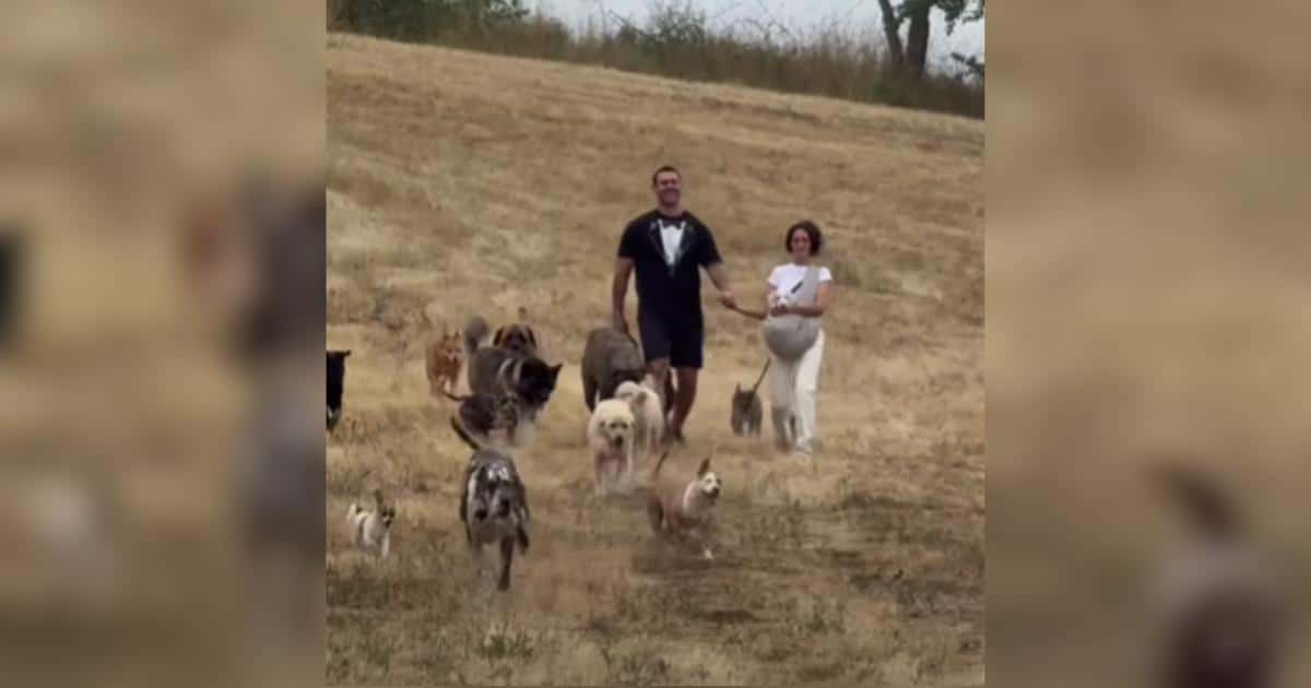 Lee Asher Marries the Love of His Life Surrounded by Rescue Dogs