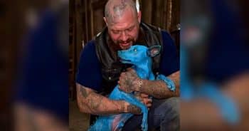 PetWireDaily — Biker Found A Dog Covered In Paint And Stayed Until Help Came