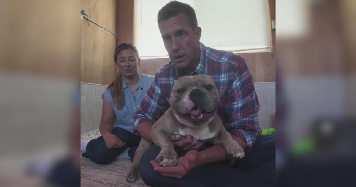 Rescuers Found a Dog With a Broken Paw, Broken Hip, and a Heart Full of Hope