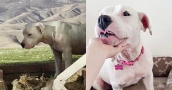 PetWireDaily — After Months of Watching From Afar, This Stray Dog Finally Came Home