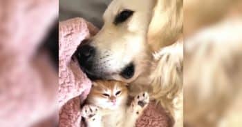 PetWireDaily — A Lonely Service Dog Finally Found the Friend He’d Been Missing in a Tiny Kitten