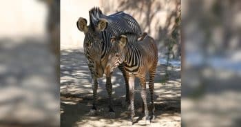 PetWireDaily — Endangered Baby Zebra Makes His Adorable Debut at the L.A. Zoo