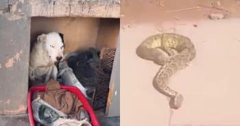 PetWireDaily — Brave Dog Survived a Venomous Snake Bite and Celebrated With Zoomies