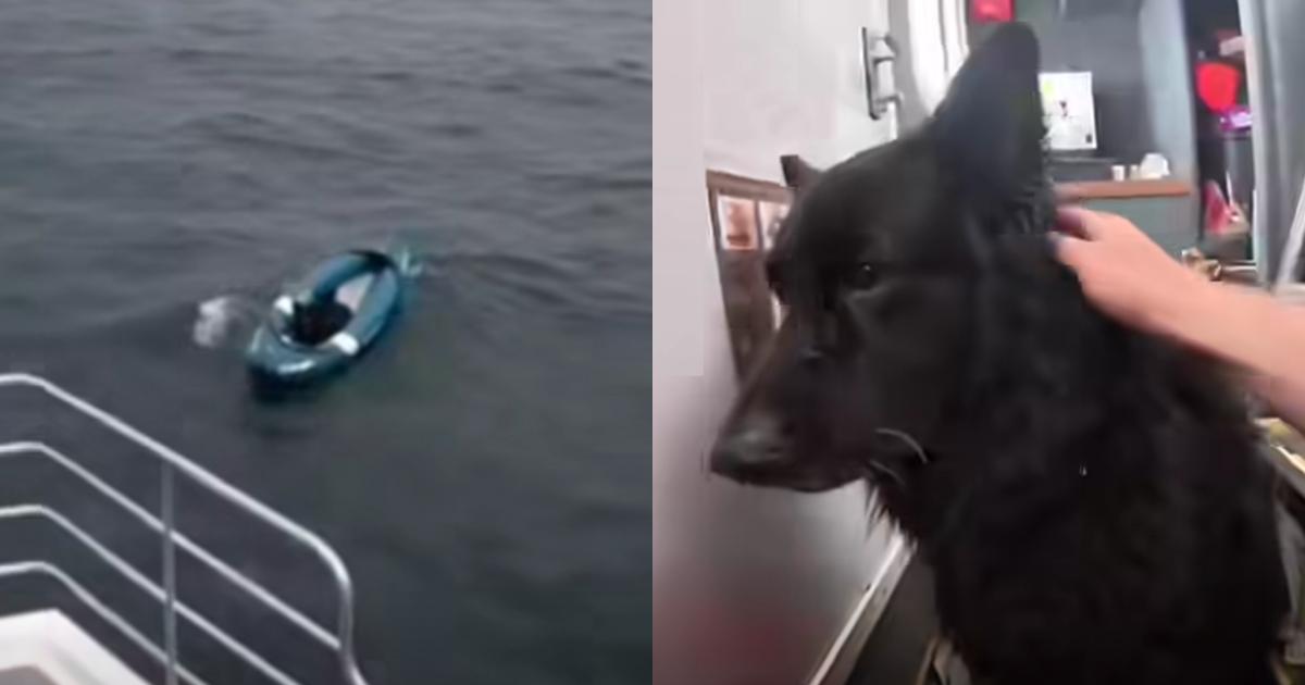 German Shepherd Rescued After Being Blown Out to Sea on an Inflatable Kayak