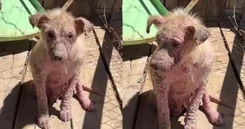 PetWireDaily — A Few Weeks Of Love Made All The Difference For These Puppies