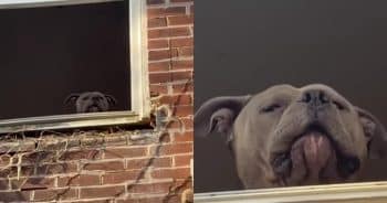PetWireDaily — Big Pittie Was Trapped in a Basement Until Rescuers Built Him a Way Out