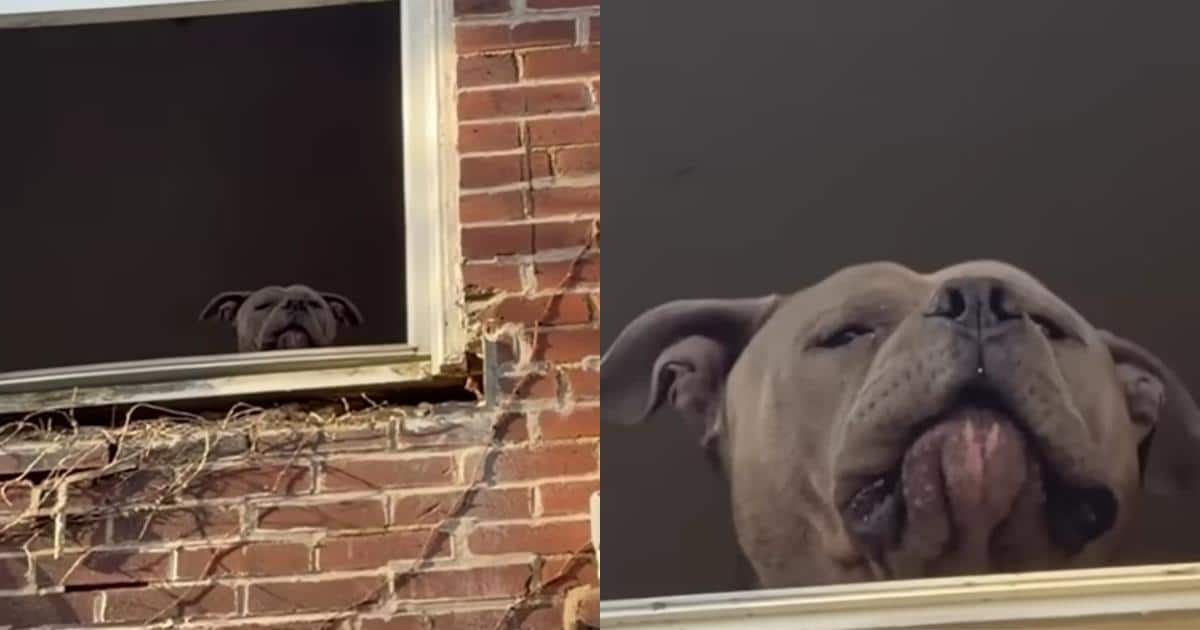 Big Pittie Was Trapped in a Basement Until Rescuers Built Him a Way Out