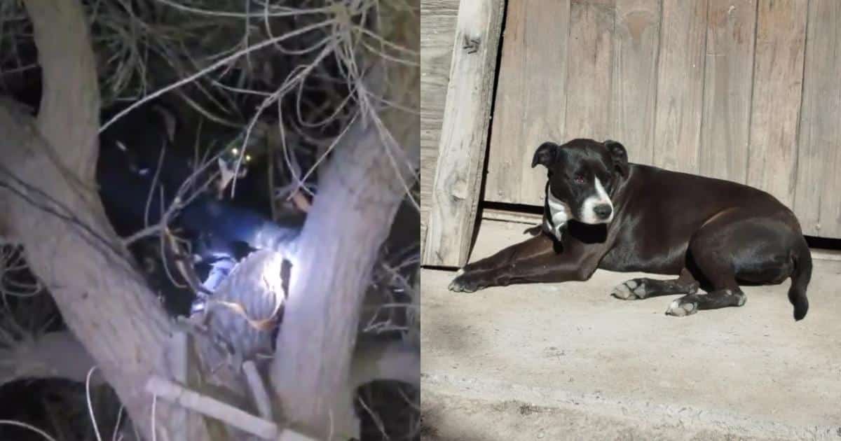 Woman Claims Strange Winged Creature Snatched Her Dog and Left Her 65 Feet Up a Tree